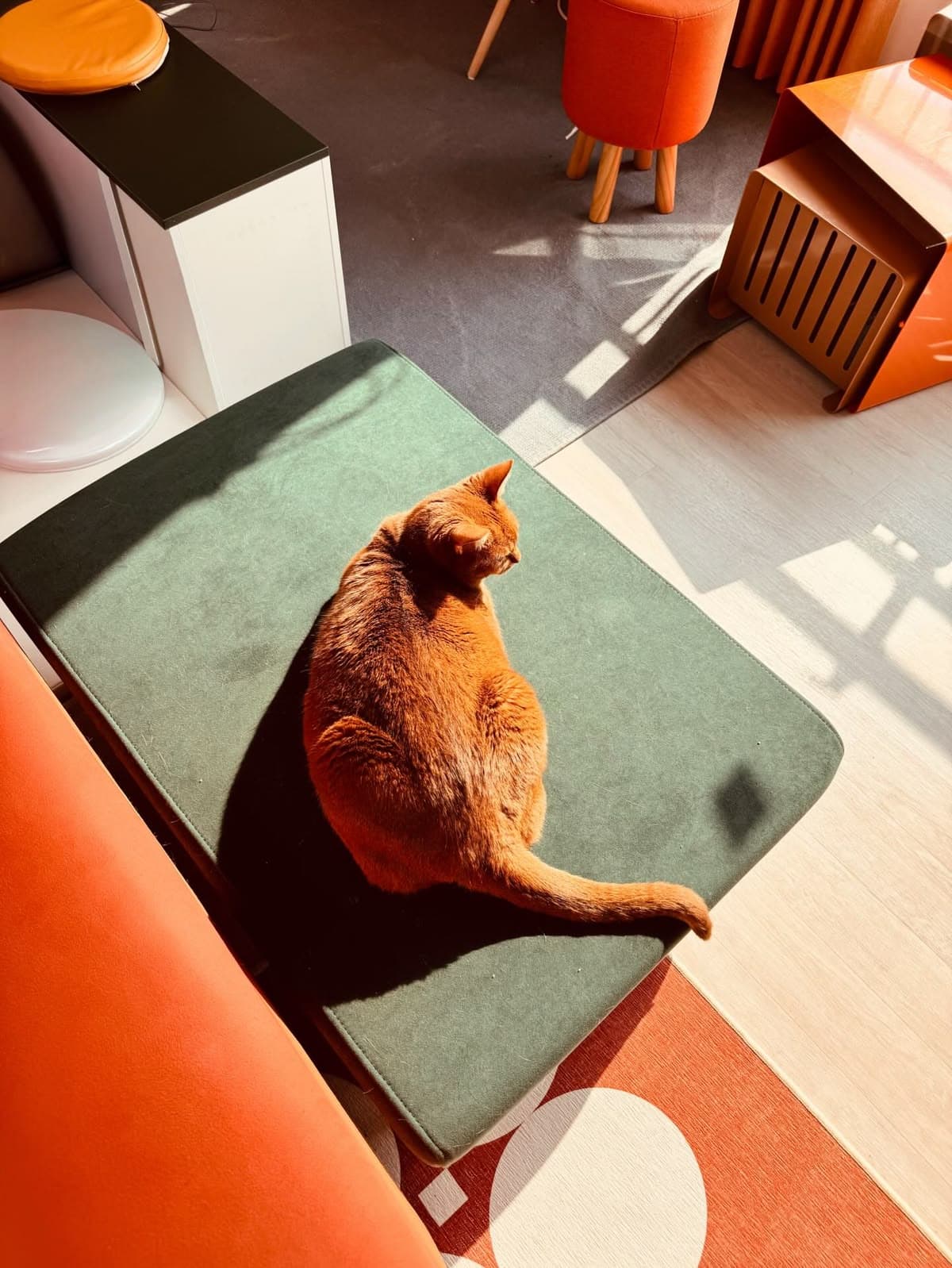 Pet grooming zone with welcoming attendant